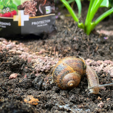 Load image into Gallery viewer, MIRACLE-GRO® 2 IN 1 NOURISH & PROTECT FLOWERS, FRUIT & VEG PLANT FOOD