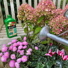 Load image into Gallery viewer, LEVINGTON® SEAWEED TONIC MULTI VITAMIN SUPPLEMENT