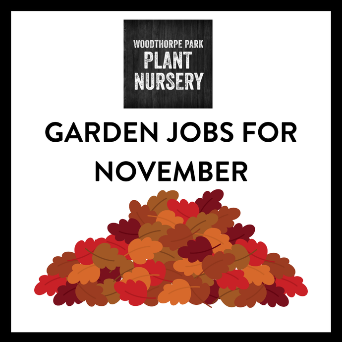 Garden jobs for November
