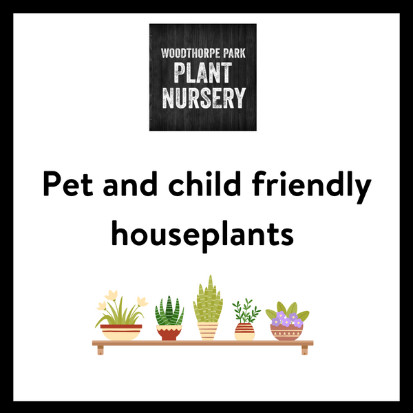 PET AND CHILD FRIENDLY HOUSEPLANTS