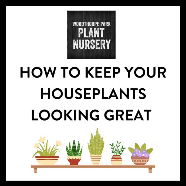 HOW TO KEEP YOUR HOUSEPLANTS LOOKING GREAT
