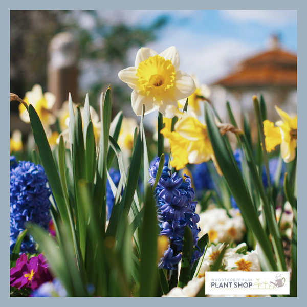 HOW TO CARE FOR SPRING BULBS