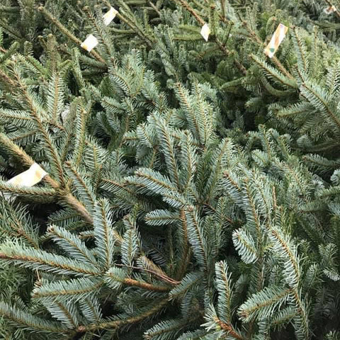 CHRISTMAS TREES